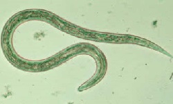 Ancylostoma duodenale